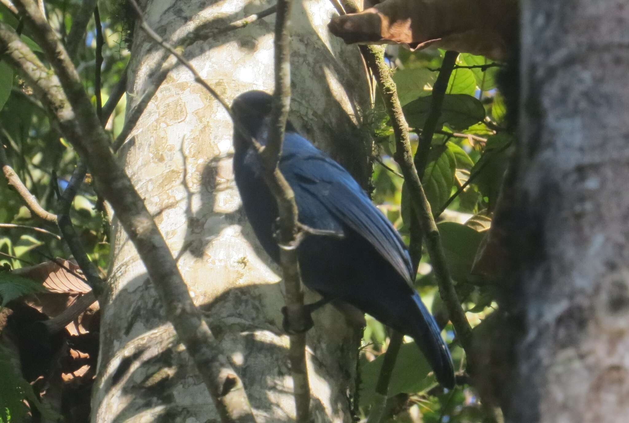 Image of Unicolored Jay