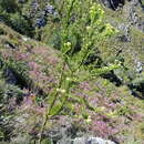 Image of Thesium pinifolium A. DC.