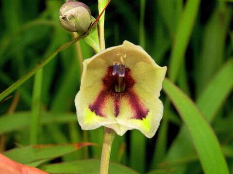 Imagem de Gladiolus papilio Hook. fil.