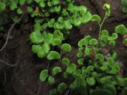 Image of Adiantum chilense var. sulphureum (Kaulf.) Giudice