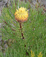 Image of Isopogon anethifolius (Salisb.) Knight