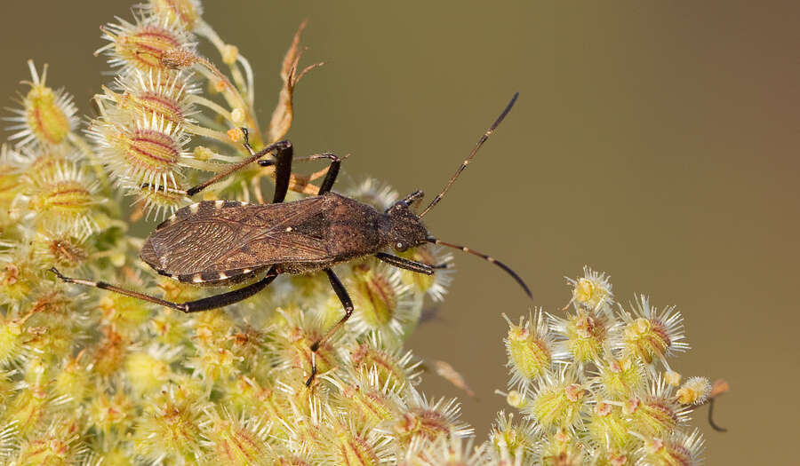 Alydus calcaratus (Linnaeus 1758) resmi