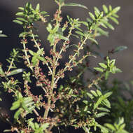 صورة Ammannia auriculata Willd.