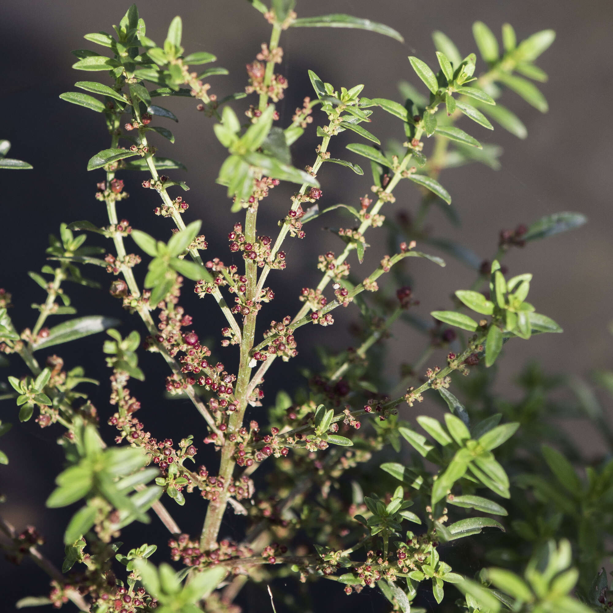 Image of Eared Redstem