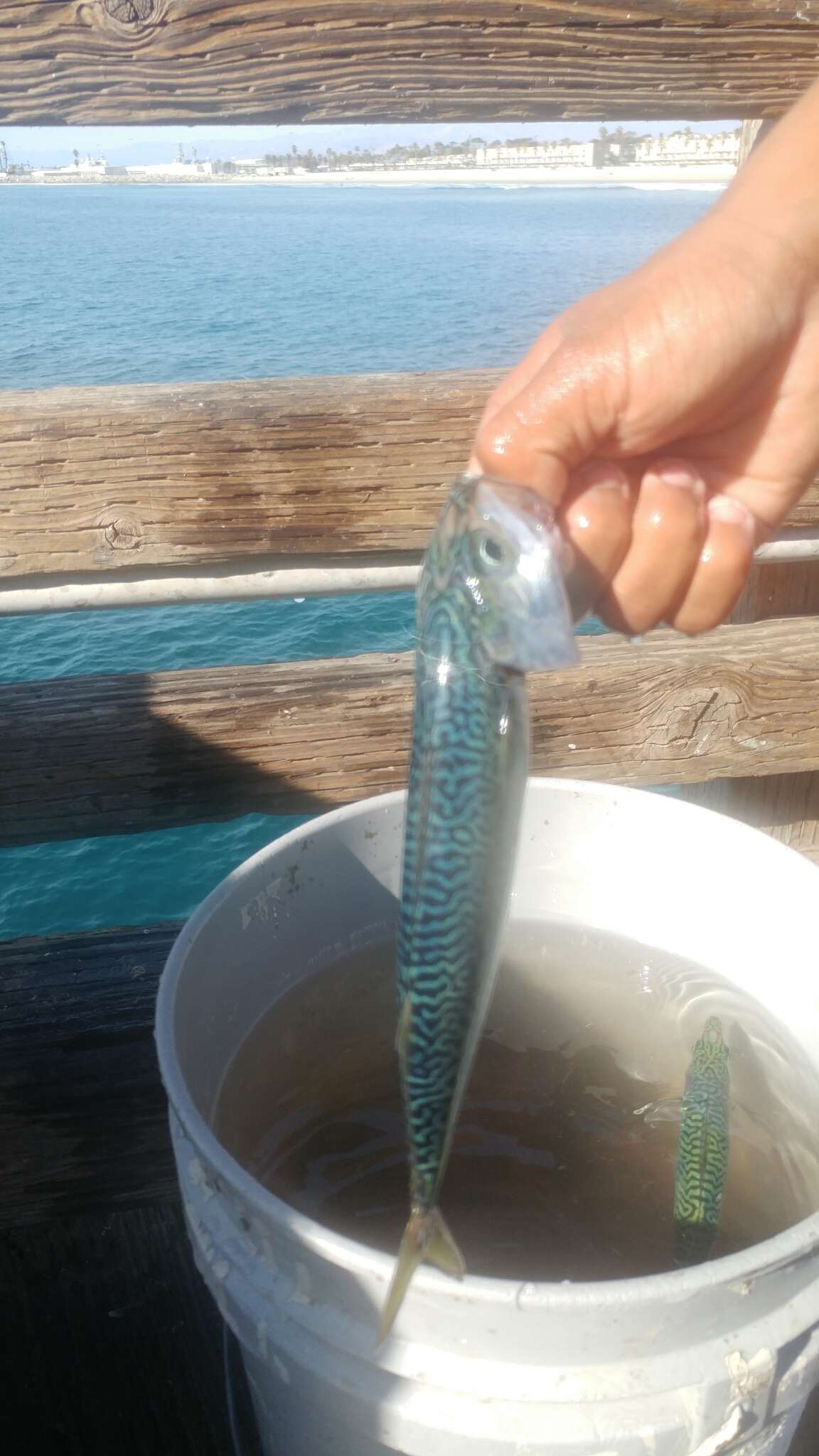 Image of Pacific Chub Mackerel