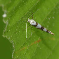 Image de Argyresthia calliphanes Meyrick 1913