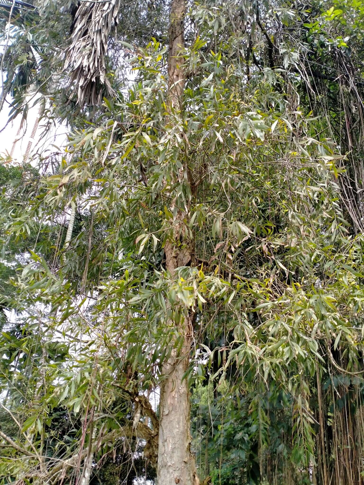 Image de Melaleuca leucadendra (L.) L.