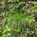 Image of Festuca californica subsp. californica