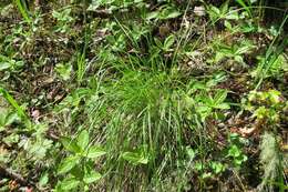 Image of Festuca californica subsp. californica