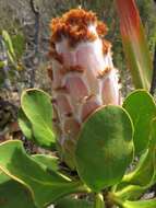 Imagem de Protea speciosa (L.) L.