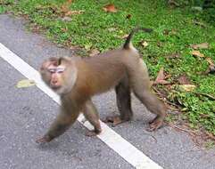 Image of Northern Pig-tailed Macaque