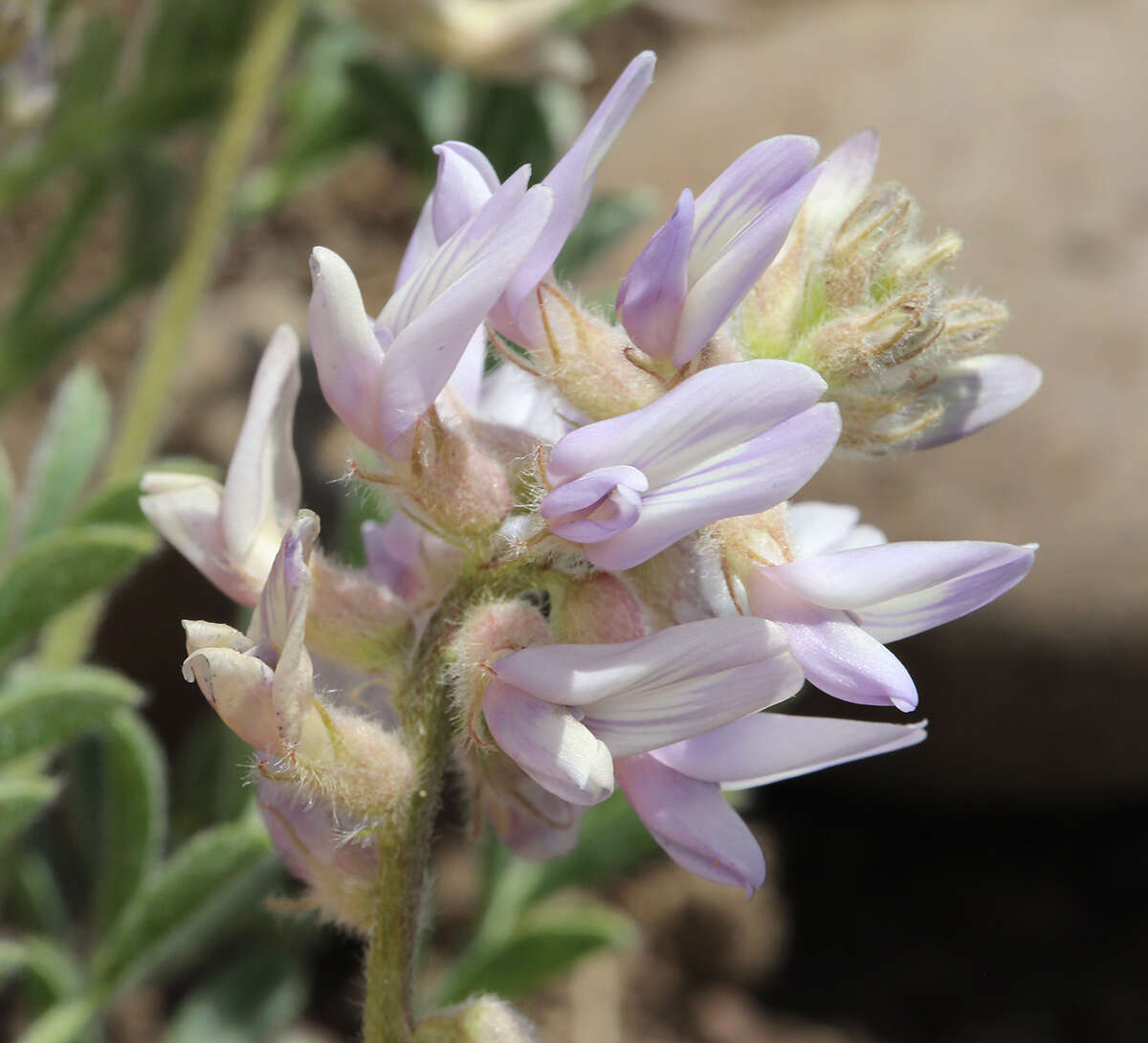 Image de Astragalus andersonii A. Gray