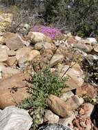 Image of Pelargonium karooescens R. T. F. Clifton