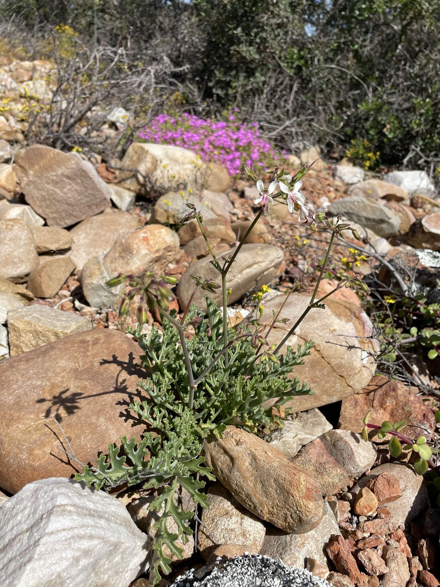 Image of Pelargonium karooescens R. T. F. Clifton