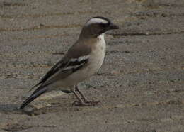 Image of sparrow-weaver