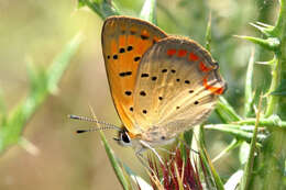 Image of <i>Lycaena ottomana</i>