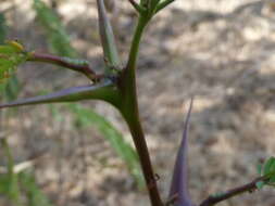 صورة Pseudomyrmex spinicola (Emery 1890)