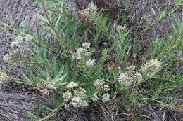 Слика од Asclepias fascicularis Decne.