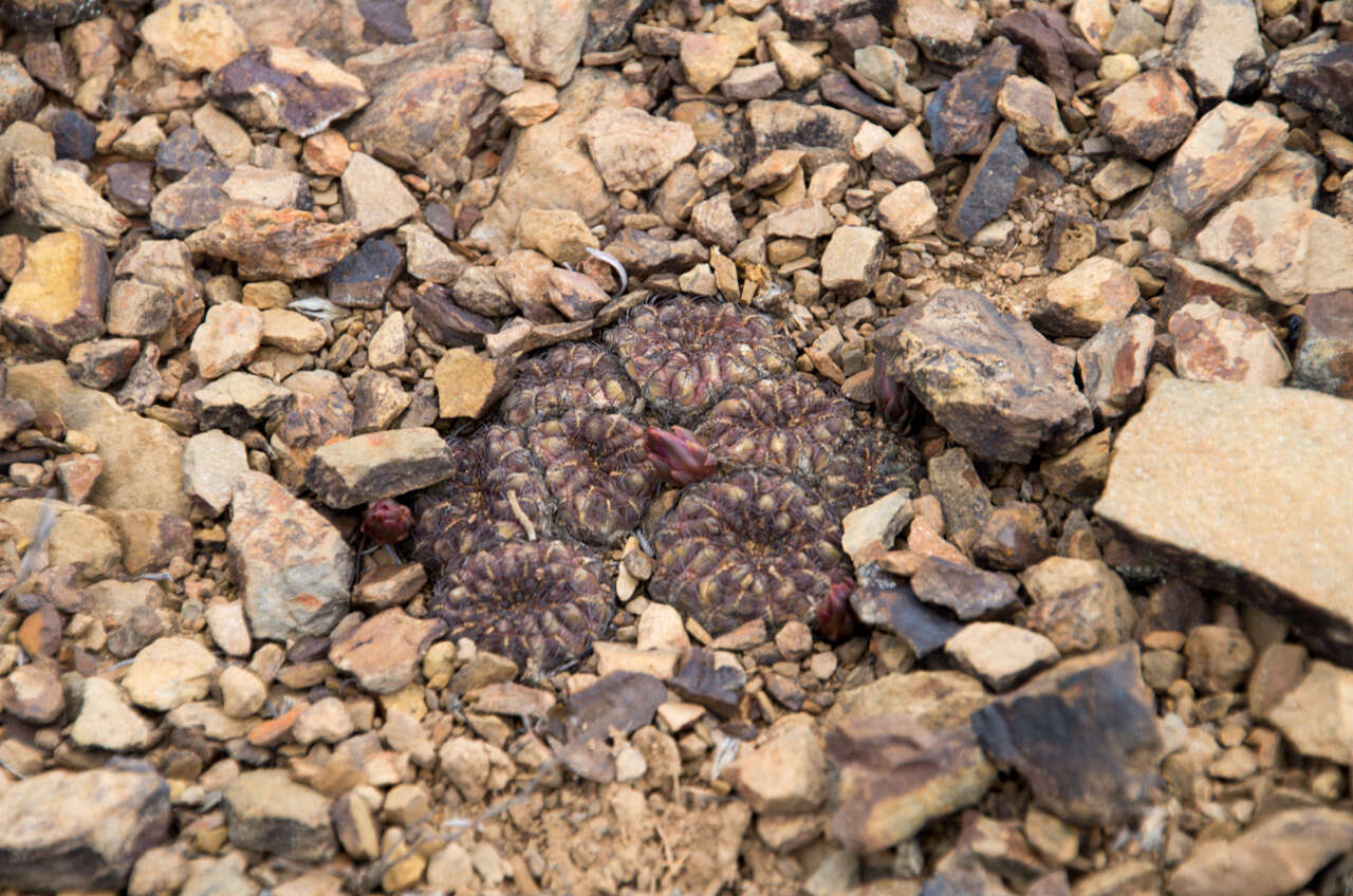 Image of Rebutia mentosa (F. Ritter) Donald