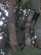 Image of pygmy marmoset