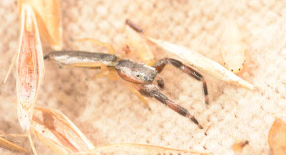 Image of Pike Slender Jumper