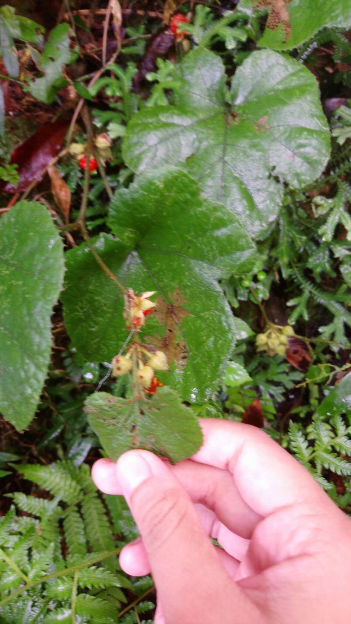 Image de Rubus buergeri Miq.