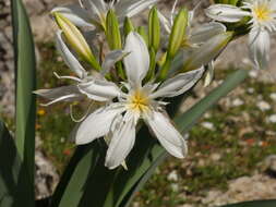 Imagem de Pancratium illyricum L.