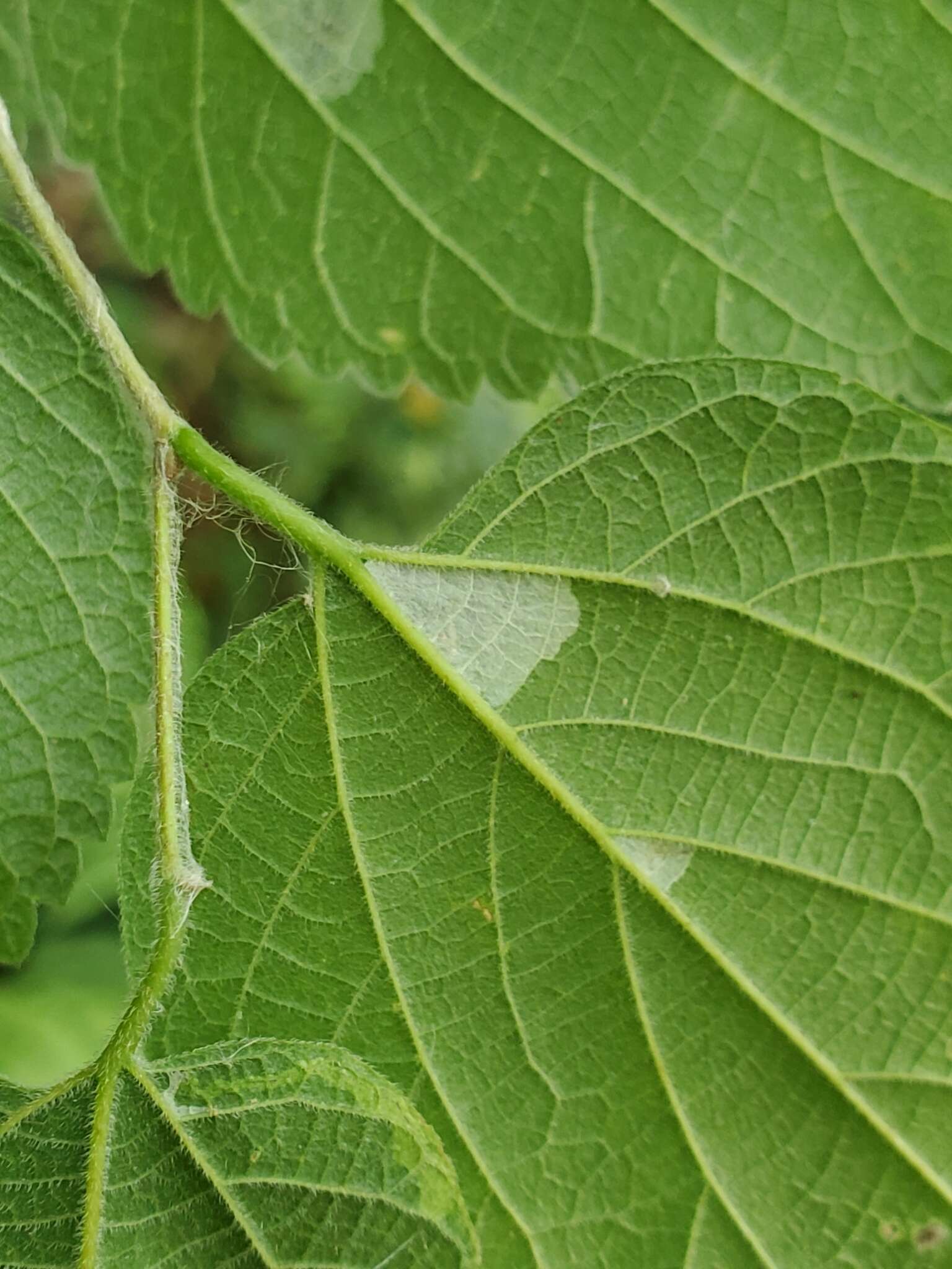 صورة Phyllonorycter celtifoliella (Chambers 1871)