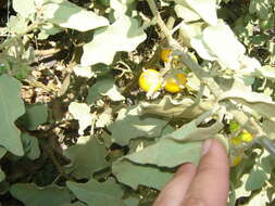 Image of Solanum tomentosum var. tomentosum