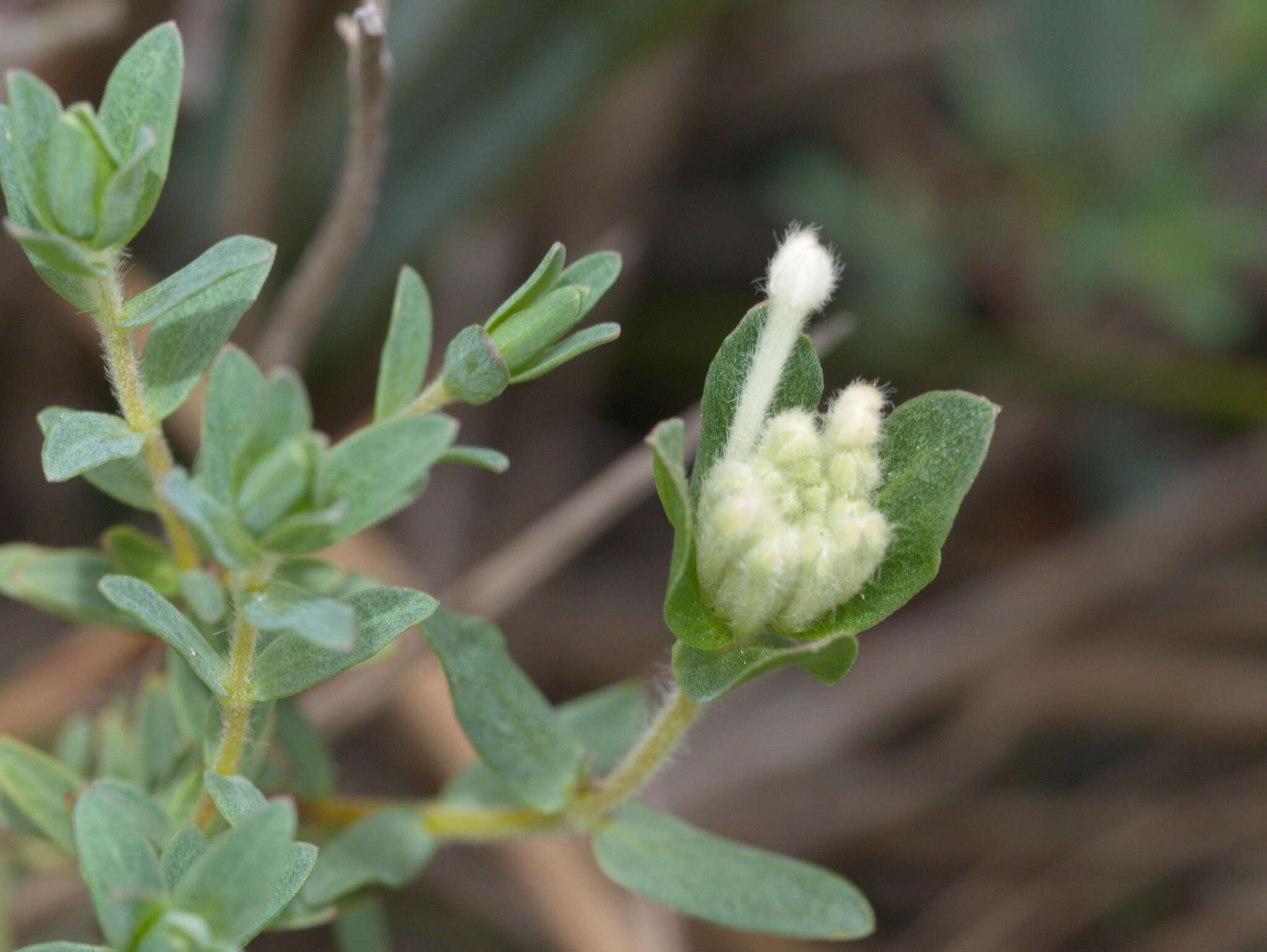 Image of Pimelea humilis R. Br.