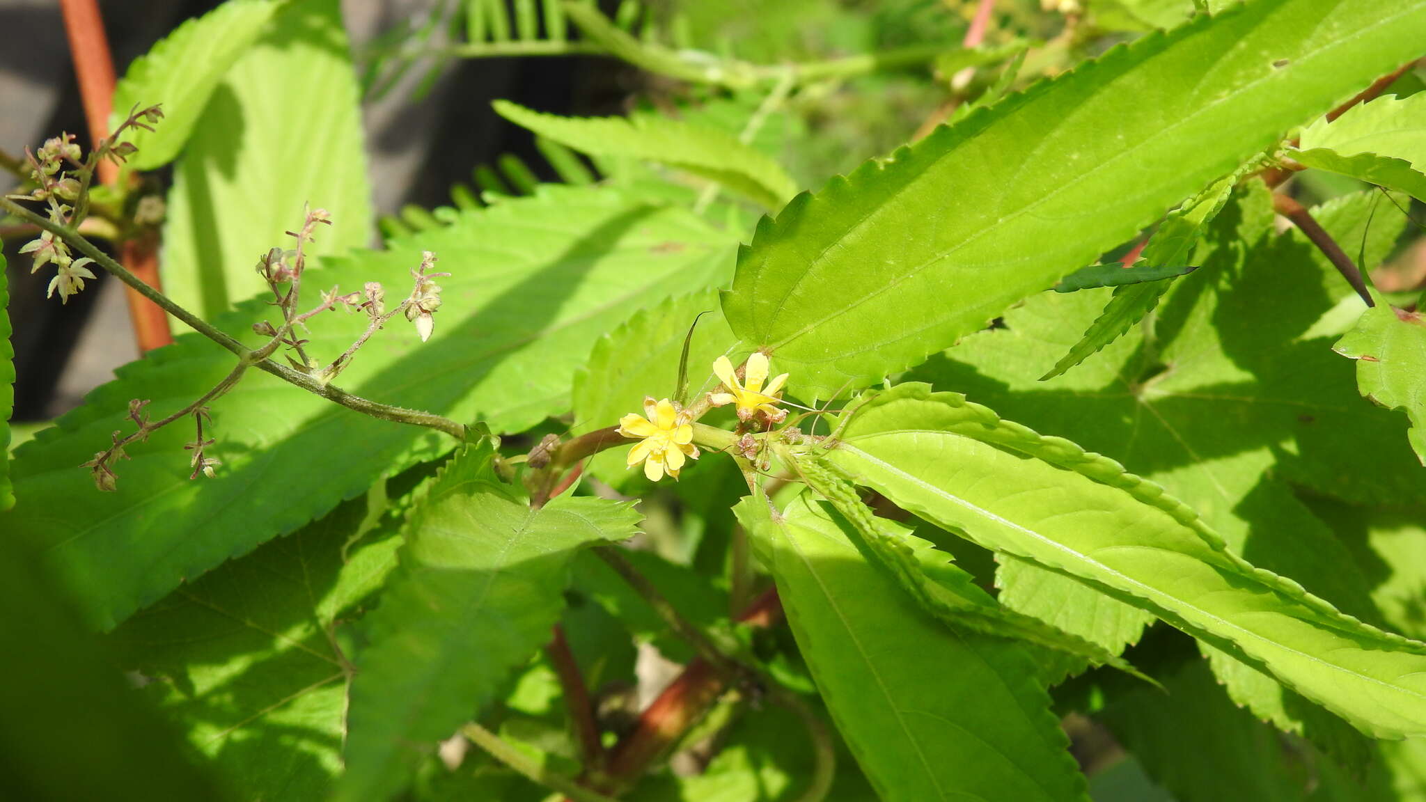 Imagem de Corchorus capsularis L.