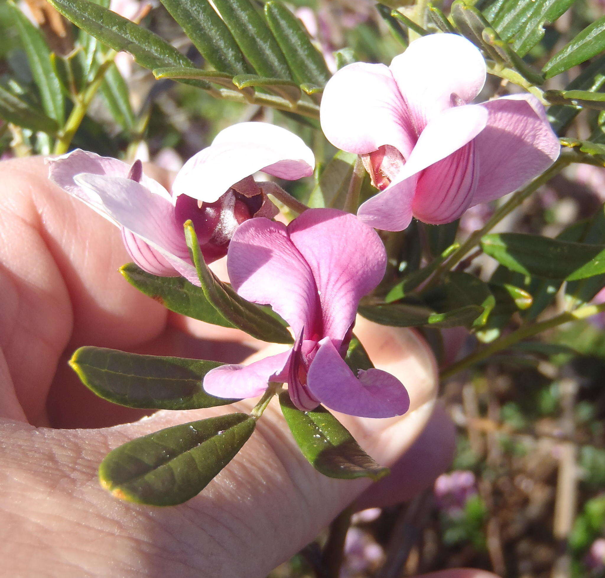 Image of Virgilia divaricata Adamson