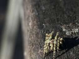 Image of Humpbacked orbweaver