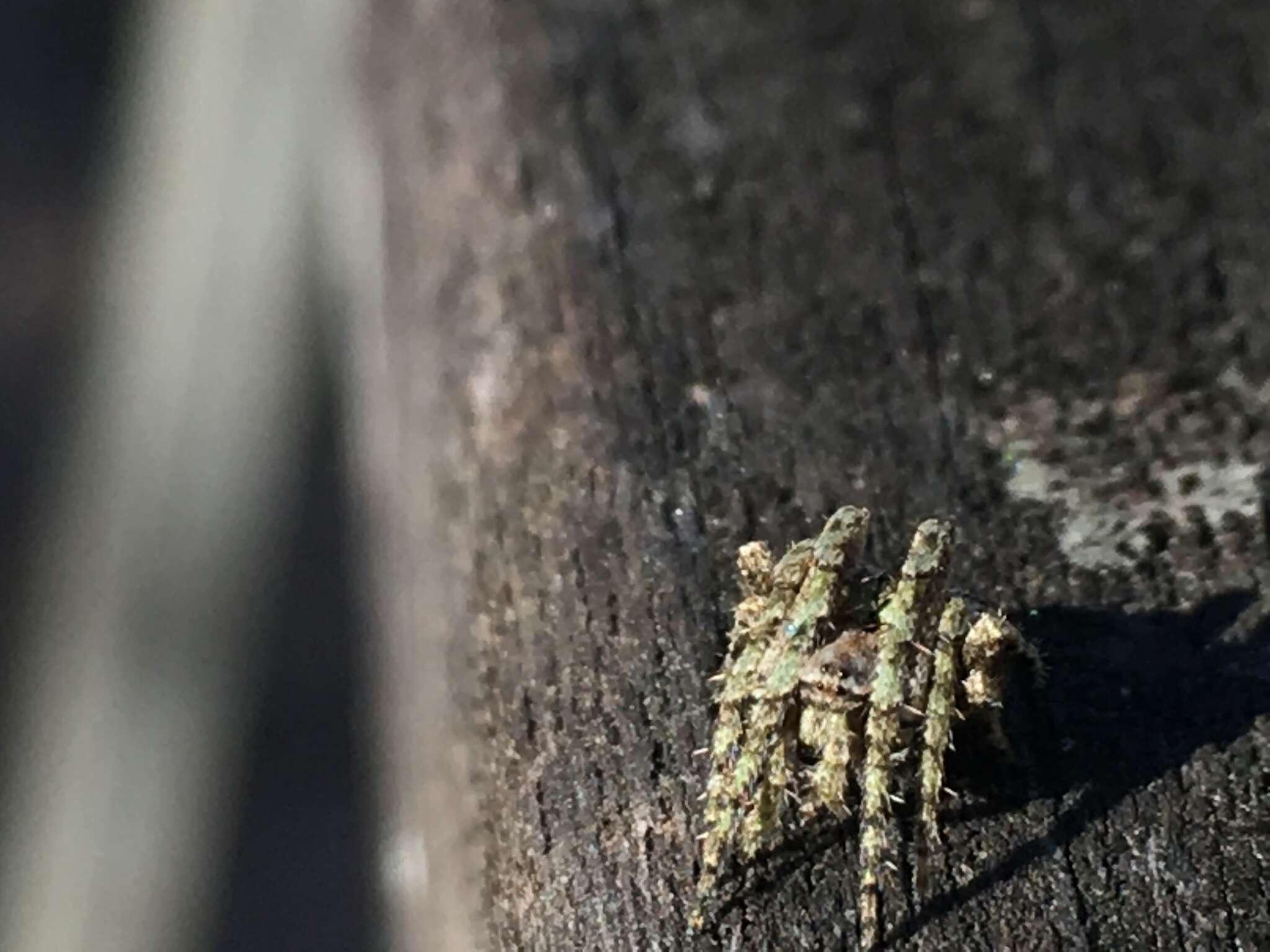 Image of Humpbacked orbweaver