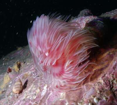Image of hard tube coco worm