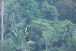 Nisaetus cirrhatus andamanensis (Tytler 1865) resmi