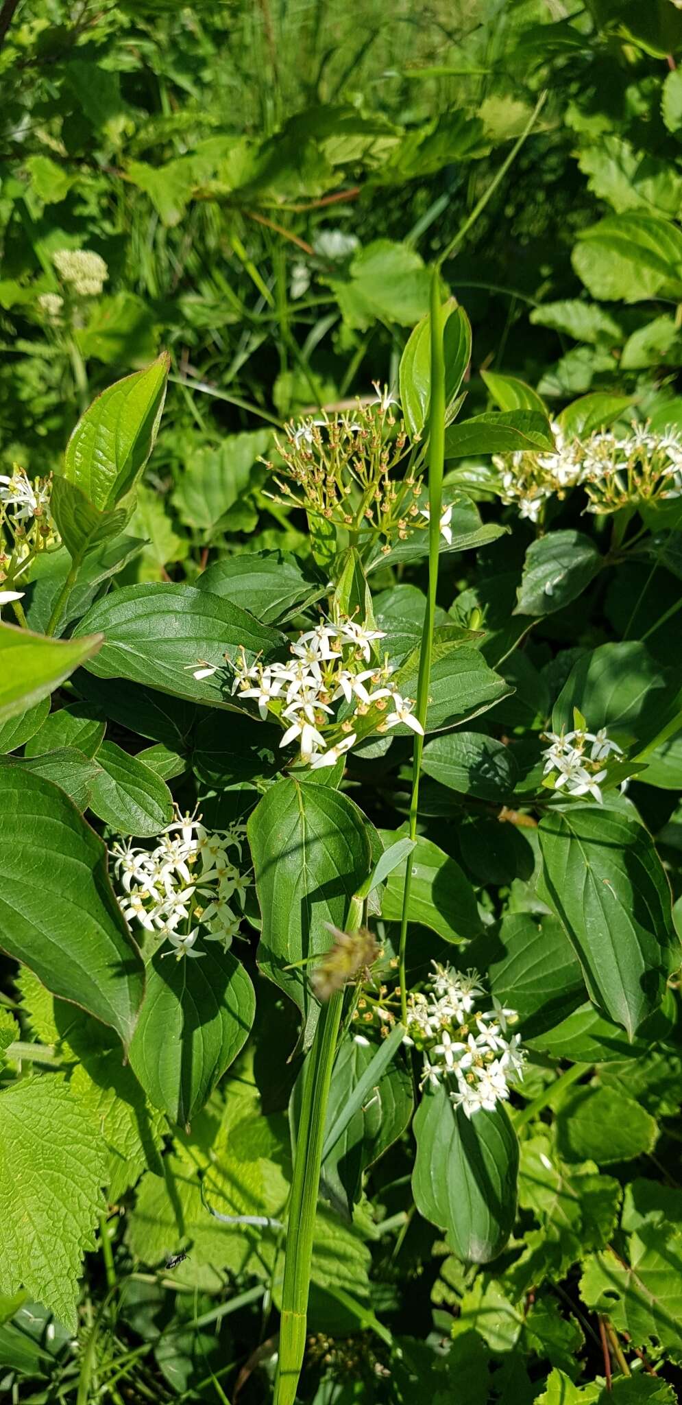 Image of Cornus sanguinea subsp. australis (C. A. Mey.) Jáv.