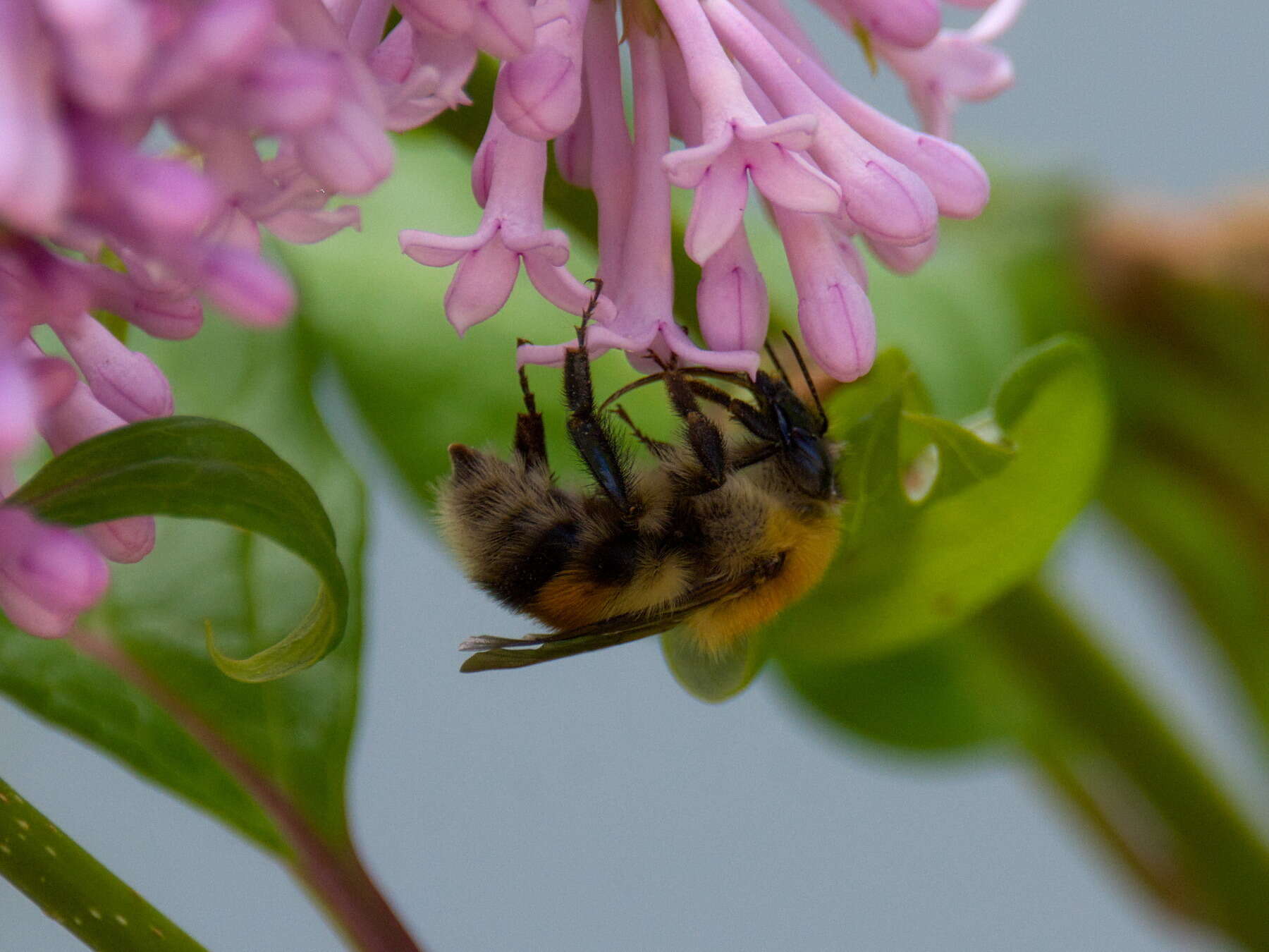 Слика од Bombus consobrinus Dahlbom 1832