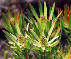 Image of Leucadendron spissifolium subsp. phillipsii (Hutch.) I. Williams