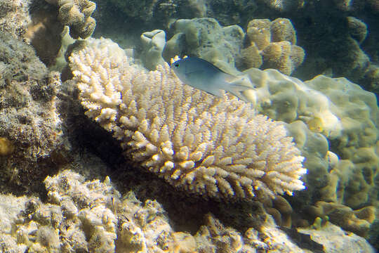 Image of Staghorn coral