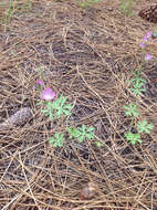 Image of waxy checkerbloom