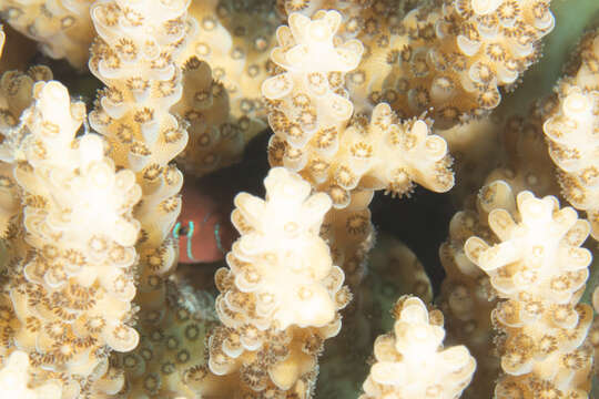 Image of Five-bar coral goby