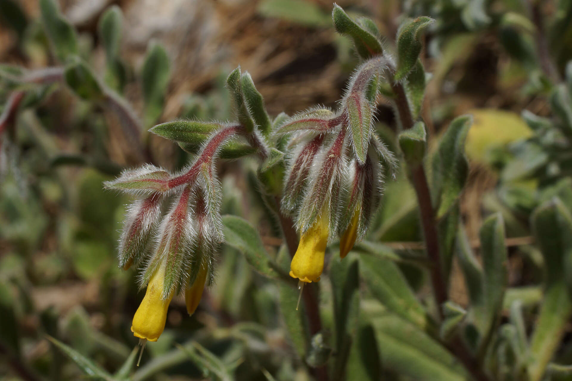 Imagem de Onosma frutescens Lam.