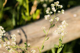 Image of broadleaved pepperweed