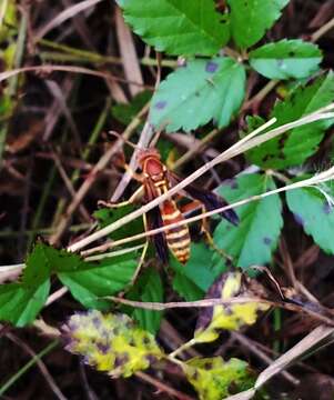 Image of Polistes bellicosus Cresson 1872