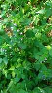 Image of black horehound