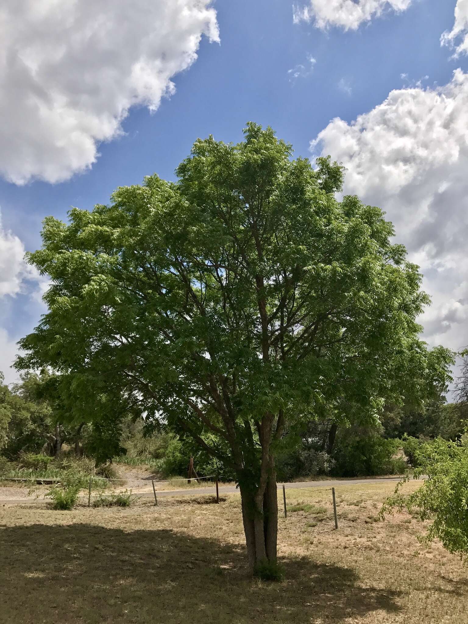 Image of Arizona walnut