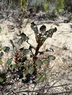 Imagem de Eriogonum nudum var. decurrens (S. Stokes) M. L. Bowerman