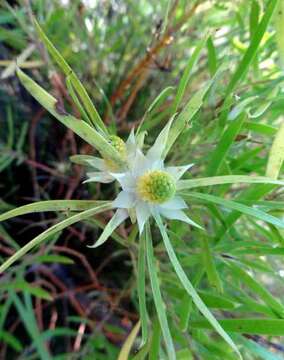 Plancia ëd Leucadendron salicifolium (Salisb.) I. Williams