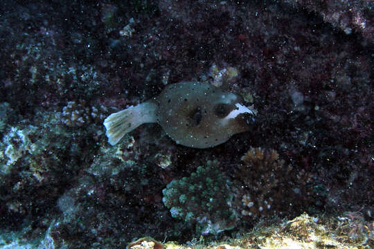 Image of Black Spotted Blow Fish